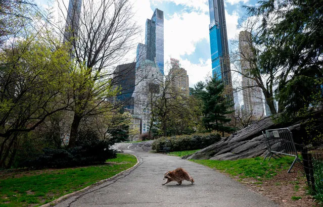 A racoon walks in almost deserted Central Park in Manhattan on April 16, 2020 in New York City. Gone are the softball games, horse-drawn carriages and hordes of tourists. In their place, pronounced birdsong, solitary walks and renewed appreciation for Central Park's beauty during New York's coronavirus lockdown. The 843-acre (341-hectare) park – arguably the world's most famous urban green space – normally bustles with human activity as winter turns to spring, but this year due to Covid-19 it's the wildlife that is coming out to play. (Photo by Johannes Eisele/AFP Photo)