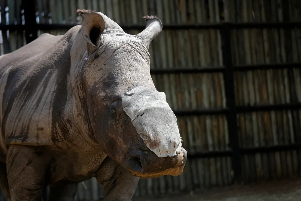 Saving the Survivors Rhino in South Africa