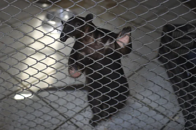 In this April 17, 2020 photo, an anteater peers out from its cage at the Huachipa Zoo, on the outskirts of Lima, Peru. Breeding centers and zoos in Peru only have enough animal feed to last for about two more weeks, as they are left without income from paying visitors as strict coronavirus quarantines keep the public away. (Photo by Martin Mejia/AP Photo)