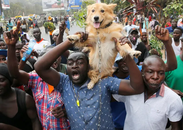 Supporters of Kenyan opposition National Super Alliance (NASA) coalition, hold up a dog during a demonstration in Nairobi, Kenya on October 11, 2017. (Photo by Thomas Mukoya/Reuters)