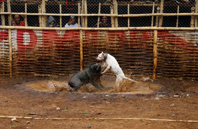 A dog and wild boar fight during a contest, known locally as “adu bagong” (boar fighting), in Cikawao village of Majalaya, West Java province, Indonesia, September 24, 2017. (Photo by Reuters/Beawiharta)