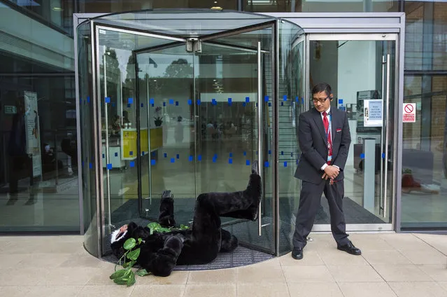A Siemens security guard looks on as a Greenpeace activist dressed in a monkey costume demonstrate outside the Siemens' UK headquarters on August 11, 2016 in Camberley, England. Greenpeace activists joined two members of the Amazonian Munduruku tribe at German engineering company Siemens' UK headquarters today to protest the building of mega dams in the Brazilian Amazon and to demand a meeting with senior management at the company. (Photo by Jack Taylor/Getty Images)