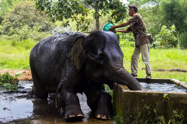A guard with the Sumatran elephants were trained during bathed in Medan Zoo on August 12, 2016. At the World Elephant Day, habitat loss due to massive illegal logging and deforestation for palm oil plantation in Sumatra Island today only 1,724 Sumatran elephants remaining in the wild, down 39 percent from the 2007 population estimates. (Photo by Ivan Damanik/ZUMA Press/Splash News)