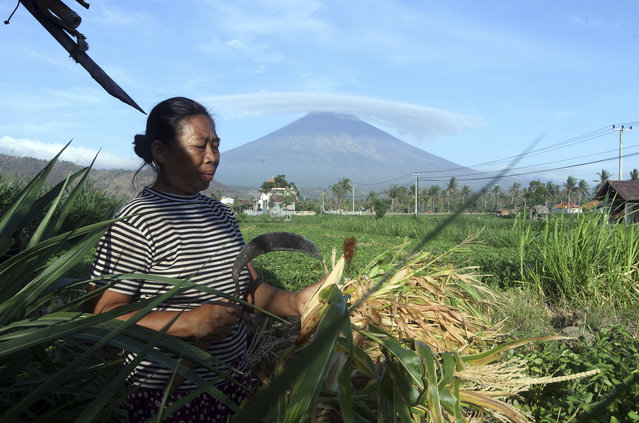 A woman works at a field with Mount Agung seen in the background in Amed, Bali, Indonesia, Tuesday, September 26, 2017. More than 57,000 people have fled the surrounds of Mount Agung volcano on the Indonesian tourist island of Bali, fearing an imminent eruption, officials said Tuesday. (Photo by Firdia Lisnawati/AP Photo)