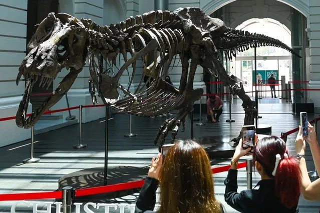 Visitors use their mobile phones to take pictures of the dinosaur skeleton of a Tyrannosaurus rex on display in Singapore on October 28, 2022. Dinosaur fans got a glimpse of a rare Tyrannosaurus rex skeleton as it went on public display in Singapore on October 28 before hitting the auction block in Hong Kong in November. (Photo by Roslan Rahman/AFP Photo)