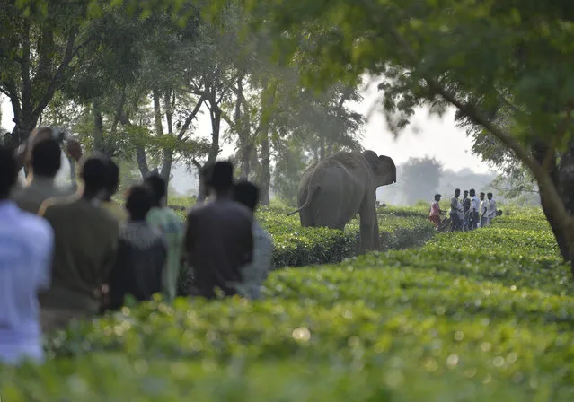 Indian villagers look on as a herd of 46 wild elephants walk through the Gangaram Tea Garden, some 38 km from Siliguri on November 29, 2017. Asian elephants are listed as endangered animals. As the human population increases the natural habitat of the elephants get destroyed and they are forced to move in farming areas where causing damage to crops. (Photo by Diptendu Dutta/AFP Photo)