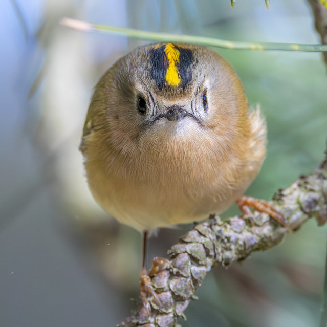 A goldcrest — the UK’s smallest bird — appears to look “like a grumpy little ball” in Wells-next-the-Sea, Norfolk on March 26, 2025. (Photo by Jan Brown/Bav Media)