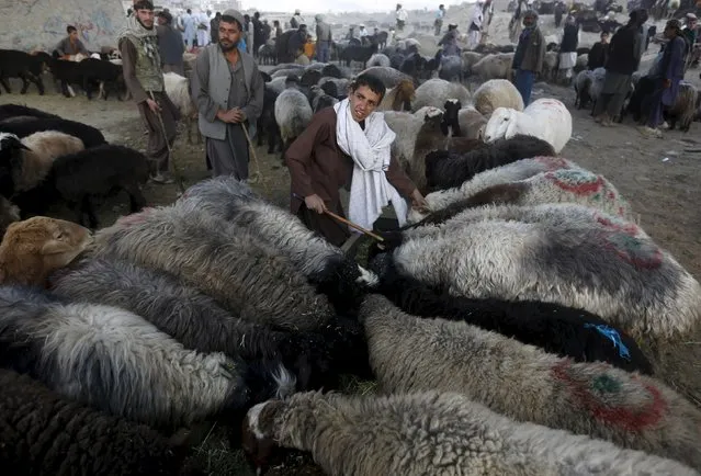 A vendor talks with customers at a livestock market ahead of the Eid al-Adha  in Kabul September 22, 2015. (Photo by Omar Sobhani/Reuters)