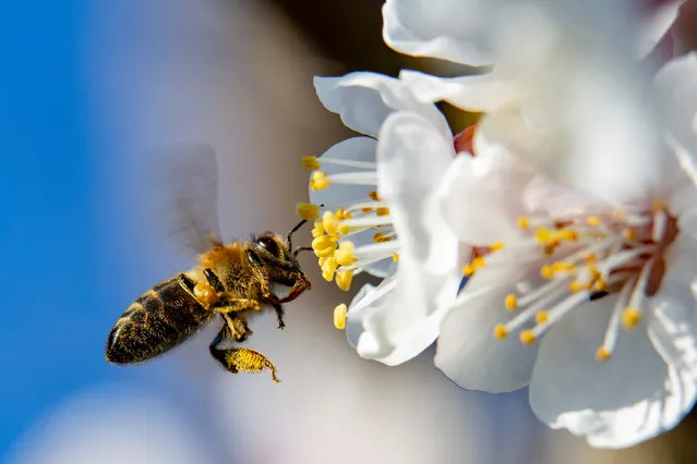 A honey bee collects pollen from a blossoming pear tree near Nagykanizsa, southwestern Hungary, 15 March 2020, when the daily temperature peaked at 9 degree Celsius in the southwestern region of the country. (Photo by Gyorgy Varga/EPA/EFE)