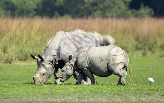 An Indian one-horned rhino and its baby graze in the Pobitora Wildlife Sanctuary in Morigaon district of India's northeastern state of Assam, November 14, 2022. (Photo by Xinhua News Agency/Rex Features/Shutterstock)