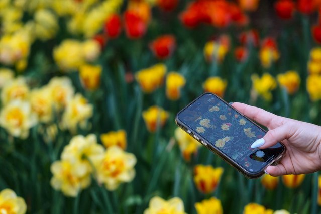 A woman takes a photo of daffodils at Longwood Gardens in Kennett Square, Pennsylvania, on April 19, 2025, during the Easter holiday Spring Blossoms event. (Photo by Jim Watson/AFP Photo)