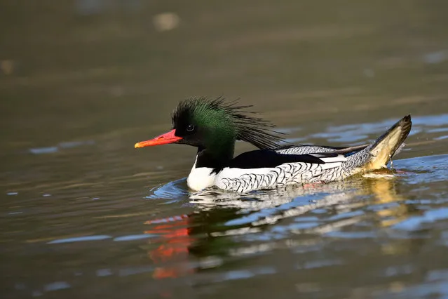 A Chinese merganser is seen in the Xingjiang river in Shijian Village, Wuyuan County, east China's Jiangxi Province, December 25, 2017. Wuyuan County is now a popular destination for Chinese mergansers that come here during the winters. (Photo by Mei Yongcun/Xinhua/Barcroft Images)