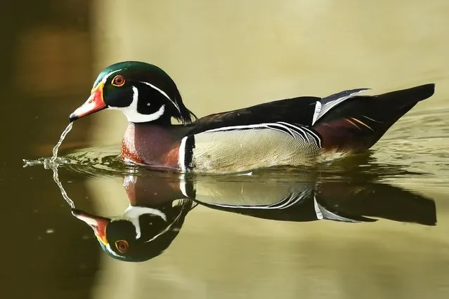 A wood duck or Carolina duck, a species of perching duck found in North America, is seen in a pond at the Ghosh Para area of Howrah District near Kolkata on August 11, 2020. (Photo by Dibyangshu Sarkar/AFP Photo)