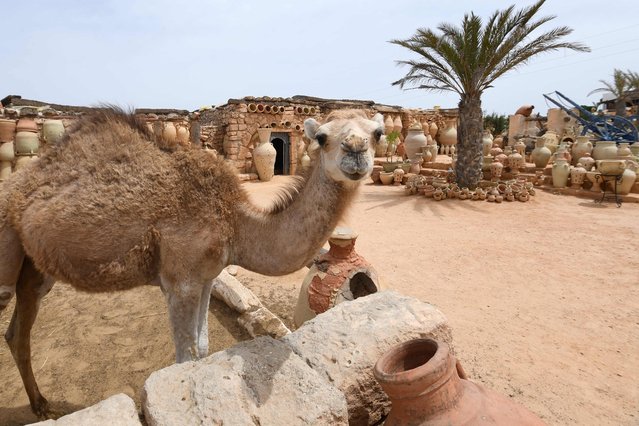 A camel stands in a pen at an 800-year-old pottery workshop in Guellala in the southern Mediterranean resort island of Djerba on May 14, 2025. (Photo by Fethi Belaid/AFP Photo)