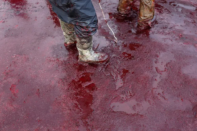 In this October 7, 2014, photo, men in boots move through blood from a bowhead whale as they finish with the butchering process on a field near Barrow, Alaska. After a whale is divided and shared, blood and some remains are hauled off farther from town. (Photo by Gregory Bull/AP Photo)