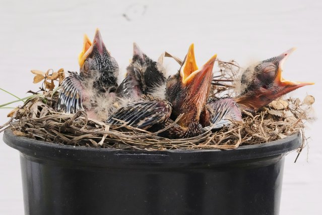 Robin hatchlings await their next meal from their nest, which their parents built in a plant pot, Wednesday, June 4, 2025, in East Derry, N.H. (Photo by Charles Krupa/AP Photo)