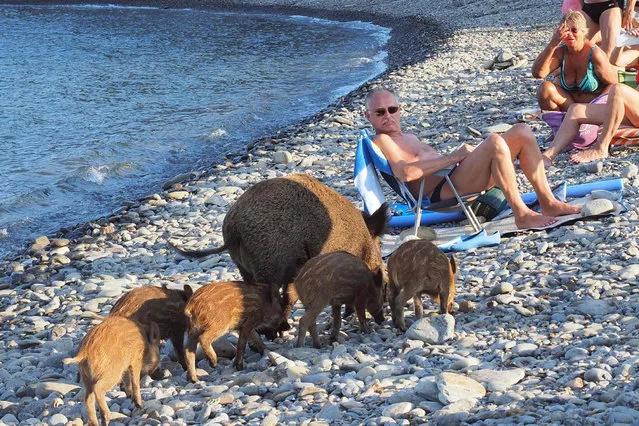  A wild boar and her piglets arrive on a beach to cool off in sea water whilst people sunbath on September 12, 2016 in Cerbere, southwestern France. (Photo by Raymond Roig/AFP Photo)