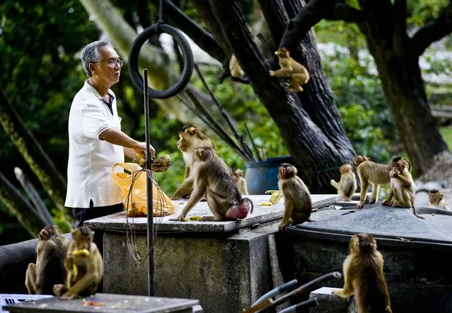 A man prepares to feed a troop of monkeys  at a park in a suburb of Kuala Lumpur, Malaysia, on March 4, 2013. (Photo by Mark Baker/Associated Press)