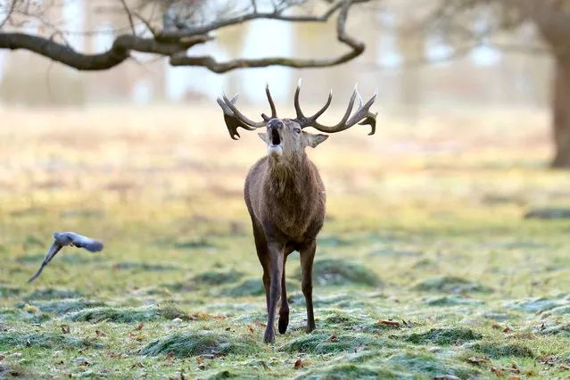 A deer in Bushy Park in London on Friday, January 20, 2023. (Photo by John Walton/PA Images via Getty Images)