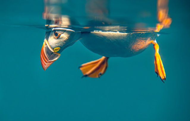 A puffin swims underwater in search for fish off the coast of the Farne Islands in Northumberland, North East England in the last decade of July 2025. (Photo by Brian Matthews/Solent News & Photo Agency)