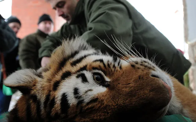 Endre Sos, chief veterinarian of the Budapest zoo, examines Siberian tiger “Manu” on March 27, 2013 at the Budapest Zoo and Botanic Garden as preparations are under way for the transport of three Siberian tigers to their new home, the ZOOM Erlebniswelt in Gelsenkirchen, western Germany. The tigers were born on May 10, 2011 here at the zoo of the Hungarian capital Budapest. (Photo by Attila Kisbenedek/AFP Photo)