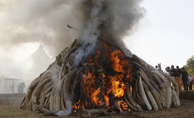 Fifteen tonnes of ivory confiscated from smugglers and poachers is burnt to mark World Wildlife Day at the Nairobi National Park March 3, 2015. (Photo by Thomas Mukoya/Reuters)