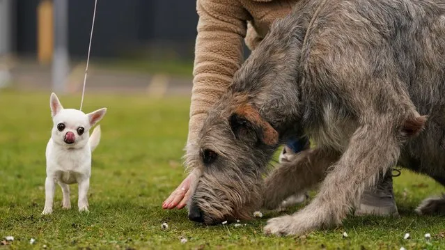 A Chihuahua named Boo and an Irish Wolfhound named Ragnar during a photo call for the launch of this year's Crufts, at the National Exhibition Centre (NEC) in Birmingham on Tuesday, March 7, 2023. (Photo by Jacob King/PA Images via Getty Images)