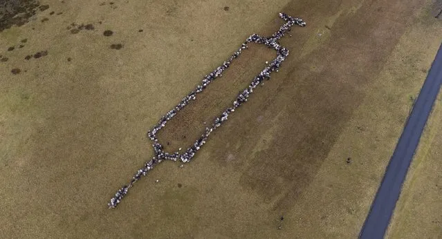 Sheep and goats stand together in Schneverdingen, Germany, as they form an approximately 100 meters large syringe to promote vaccinations against COVID-19, Monday, January 3, 2022. (Photo by Philipp Schulze/dpa via AP)