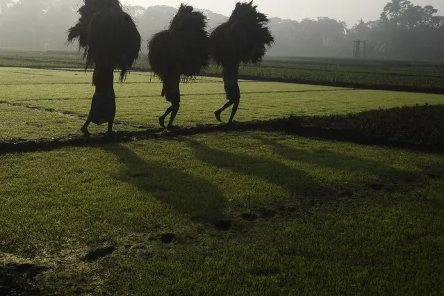 Farmers carry paddy crop after harvesting a field on the outskirts of Kolkata on December 7, 2020. (Photo by Dibyangshu Sarkar/AFP Photo)