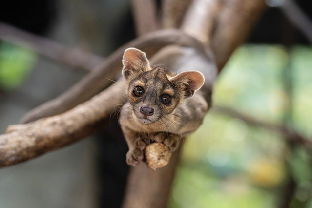 A UK zoo which used a Blind Date-style sliding screen technique to encourage their fossas to mate are celebrating the arrival of rare pups. Chester Zoo successfully used the Cilla Black inspired method to get Zaza and Shala to breed the UK's only Malagasy fossa pups. Keepers had kept them at a distance at first to mimic their natural environment using a sliding screen like the hit dating show - and to their Surprise Surprise it worked. The attraction welcomed the four newborns on July 8 and the 12-week-old pups have now been spotted venturing out for the first time. Photo released on October 9, 2025. (Photo by Chester Zoo/South West News Service)
