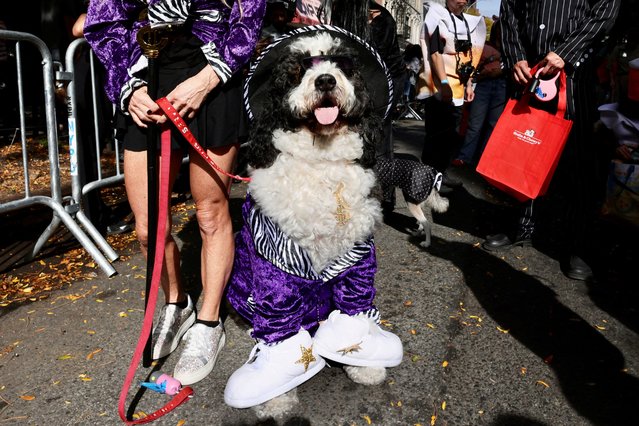 A dog named DaVinci takes part in the Annual Tompkins Square Halloween Dog Parade in New York City, U.S., October 19, 2025. (Photo by Kevin Coombs/Reuters)