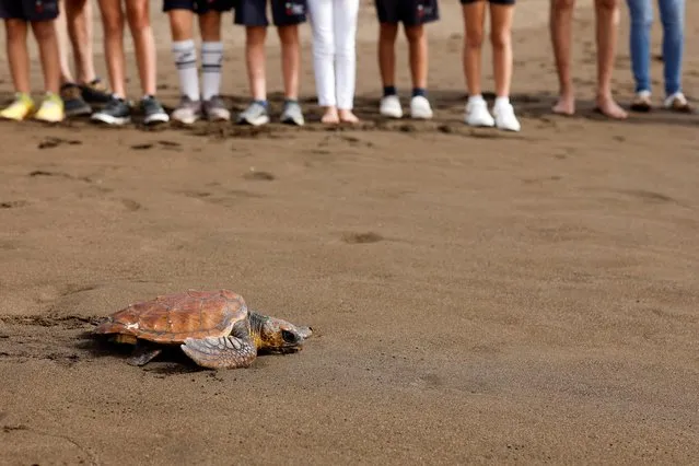 Schoolchildren observe a Caretta Caretta sea turtle that was released on Melenara Beach, after recovering from its injuries at the Taliarte Wildlife Recovery Center, on the island of Gran Canaria, Spain on March 30, 2023. (Photo by Borja Suarez/Reuters)