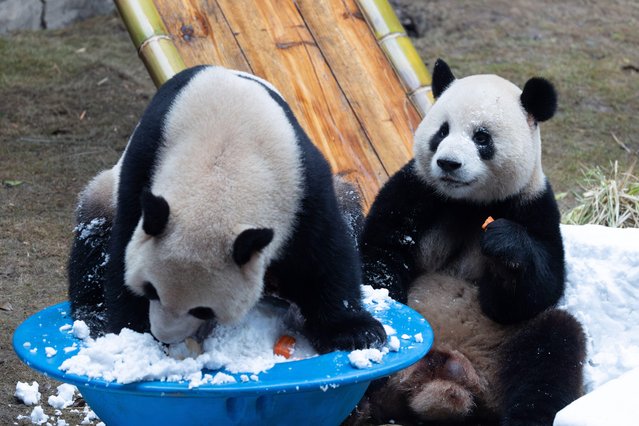 Two giant pandas playing with snow in Chongqing Zoo, China on November 15, 2025. (Photo by CFOTO/Sipa USA via Alamy Live News)