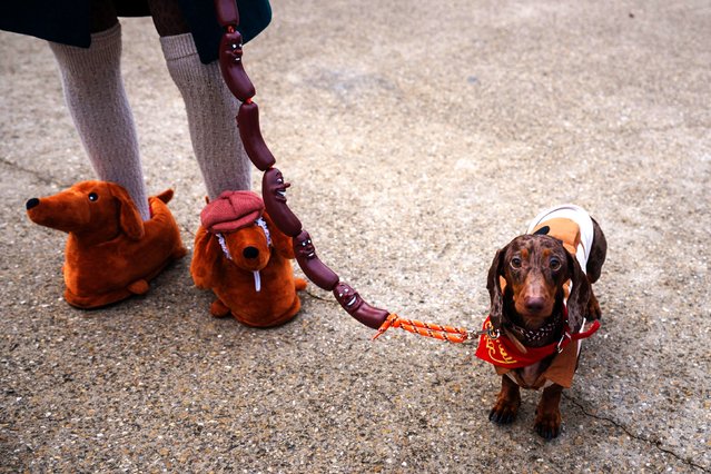 A woman and her dog compete in the Paris Sausage Walk along the banks of the River Seine on Sunday, November 16, 2025. The event raises funds for the well-being and adoption of dachshunds. (Photo by Dimtitar Dilkoff/AFP Photo)