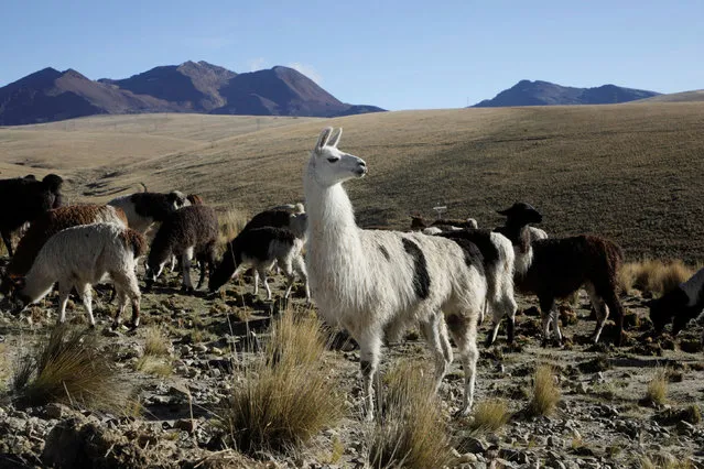 Llamas are seen near El Alto outskirts of La Paz, Bolivia, December 21, 2020. (Photo by David Mercado/Reuters)