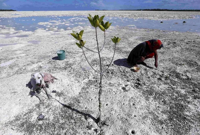A dog sits in the shade of a mangrove tree as a woman uses a fork to dig for shellfish on the reef-mud flats of a lagoon located at South Tarawa in the central Pacific island nation of Kiribati May 23, 2013. (Photo by David Gray/Reuters)
