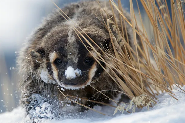 A badger in Yellowstone national park, Wyoming. Badgers were an alarmingly frequent topic of conversation in the White House during the early months of Donald Trump’s presidency, according to Daily Beast’s Lachlan Markay and Asawin Suebsaeng. (Photo by Barrett Hedges/Getty Images/National Geographic Image Collection RF)