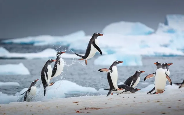 Incredible images have captured a waddle of Gentoo penguins dancing along the water's edge like a scene out of hit animation film Happy Feet. The stunning pictures show the 28-inch-tall penguins congregating in a group as they take turns to jump high into the air. Other striking shots show the 12-pound penguins flapping their wings as they jump and dance in unison while some shuffle on ahead. The amusing photographs were taken in Danco Island, Antartica by photography guide David Merron (41) from Vancouver, Canada. (Photo by David Merron/Mediadrumworld)