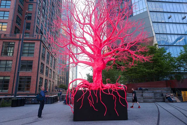 People visit “Old Tree” of Swiss artist Pamela Rosenkranz, the bright reddish pink painted tree sculpture made by the steel and polymer amid New York's new skyscrapers which is on view at the High Line of New York City through September 2024, in New York, United States on May 09, 2023. (Photo by Selcuk Acar/Anadolu Agency via Getty Images)