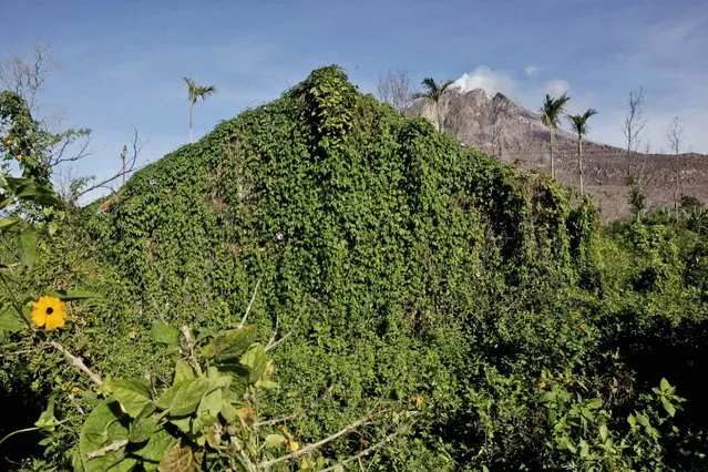 Wild plants overgrow the rubble of a house as Mount Sinabung is seen in the background in Sibintun village, which was abandoned following the eruption of the volcano, in North Sumatra, Indonesia, November 12, 2015. (Photo by Binsar Bakkara/AP Photo)
