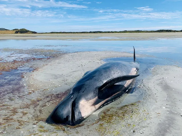 A beached whale is seen along the Farewell Spit on the South Island, New Zealand on February 22, 2021 in this picture obtained from social media. (Photo by Marion Sutton/Reuters)