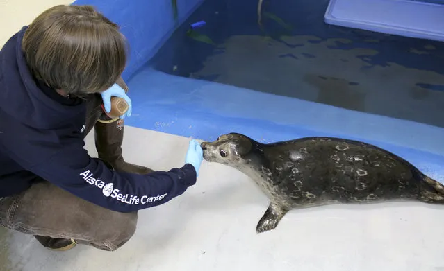This January 20, 2015 photo shows Bryce, a blind harbor seal pup, being treated at the Alaska SeaLife Center in Seward, Alaska. (Photo by Jenna Miller/AP Photo/Alaska SeaLife Center)