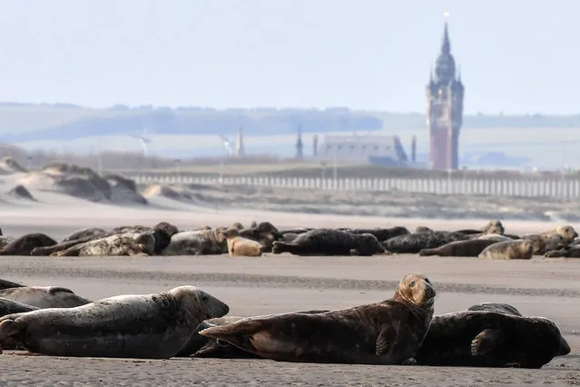 This picture taken on February 21, 2021 shows gray seals and sea calves lying on a beach near Calais, northern France. According to a study by the Eco-Seals project in the Hauts-de-France region in 2018, about 1100 seals live in the region. In the Bay of Somme, the number of seals increased by 14.4% between 1990 and 2017 and by 20% for gray seals. Disturbed by walkers, the seals risk leaving their shoals, claim the specialists. The sworn officers (gendarmes, guards from the national hunting office, etc.) who notice the disturbance of the colony, have the right to issue a ticket. (Photo by Denis Charlet/AFP Photo)