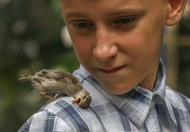 Vadim Veligurov, 12, walks with Abi, a wild sparrow, near his grandmother's house in Krasnoyarsk, Siberia, on August 26, 2013. In June, the boy found the lost female baby bird and it  didn't fly away so he kept the bird. (Photo by Ilya Naymushin/Reuters)