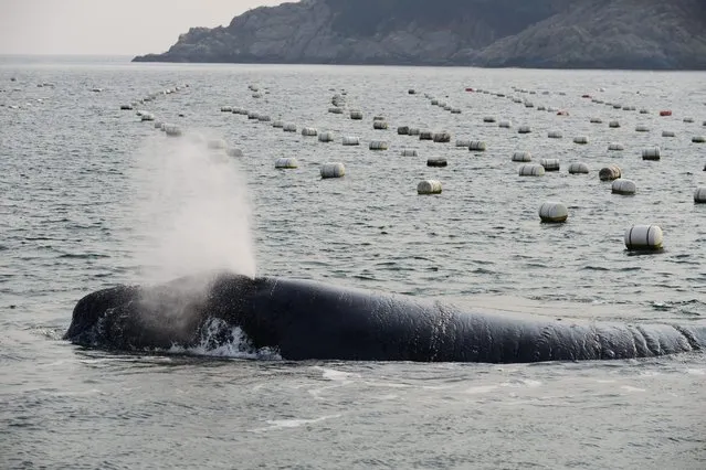 A picture made available on 12 February 2015 shows a North Pacific right whale, a very large and robust baleen whale species that is now extremely rare and endangered, seen in waters off Namhae County, southeast South Korea, 11 February 2015. It is the first time in 41 years that a North Pacific right whale has been spotted in waters around the Korean Peninsula. (Photo by EPA/Yonhap)