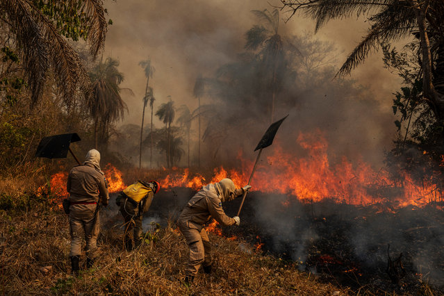 Environment – first prize, stories. Pantanal Ablaze. Firefighters combat a fire at the São Francisco de Perigara farm, which is home to one of the largest populations of hyacinth macaws (Anodorhynchus hyacinthinus) in the world. About 95% of the farm area, mostly dedicated to preservation, was destroyed by the fires. In 2020 the Pantanal faced the largest destruction by burning in its history. From January to October, fires burned 4.2m hectares of the Pantanal, which corresponds to 28% of the entire biome, killing a vast amount of the region’s wildlife. (Photo by Lalo de Almeida/World Press Photo 2021)
