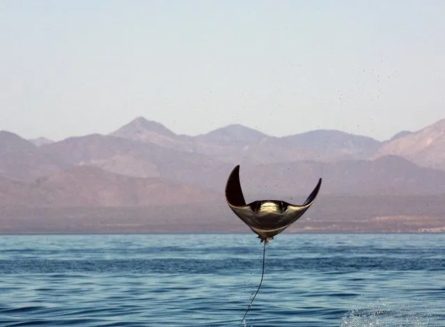 Manta Ray leaping – Sea of Cortez. (Photo by Brian Skerry)