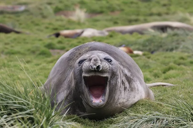 A seal laughs at your life choices. (Photo by Amy Kennedy/Barcroft Images/Comedy Wildlife Photography Awards)