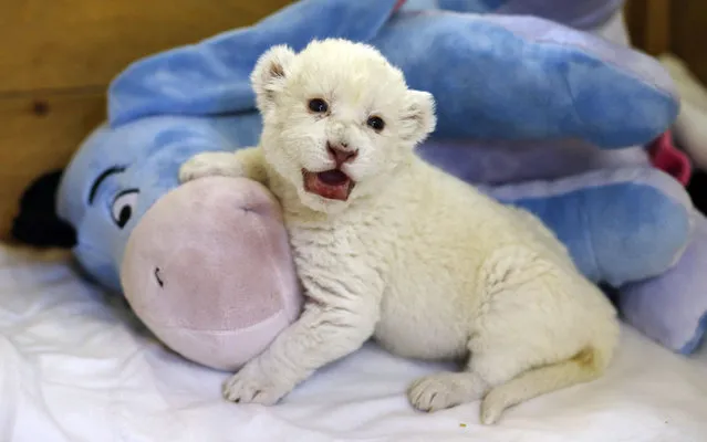 An eight-day-old white lion cub plays with a soft toy donkey at Belgrade's “Good hope garden” Zoo, October 4, 2013. The female white lion cub, still unnamed, was born eight days ago to parents Masha and Wambo. A male was also born but died. Belgrade zoo has a total of 11 white lions, which are extinct in the wild and are found only in zoos and reservations. It is estimated that there are around 500 living in captivity around the world. (Photo by Marko Djurica/Reuters)