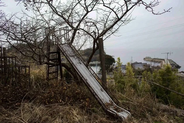 A tree grows around a rusty sledge outside a derelict school on Aoshima Island in the Ehime prefecture in southern Japan February 25, 2015. An army of cats rules the remote island in southern Japan, curling up in abandoned houses or strutting about in a fishing village that is overrun with felines outnumbering humans six to one. Picture taken February 25, 2015. REUTERS/Thomas Peter 